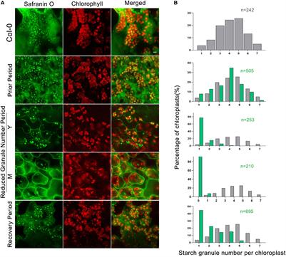 Dpe2/phs1 revealed unique starch metabolism with three distinct phases characterized by different starch granule numbers per chloroplast, allowing insights into the control mechanism of granule number regulation by gene co-regulation and metabolic profiling